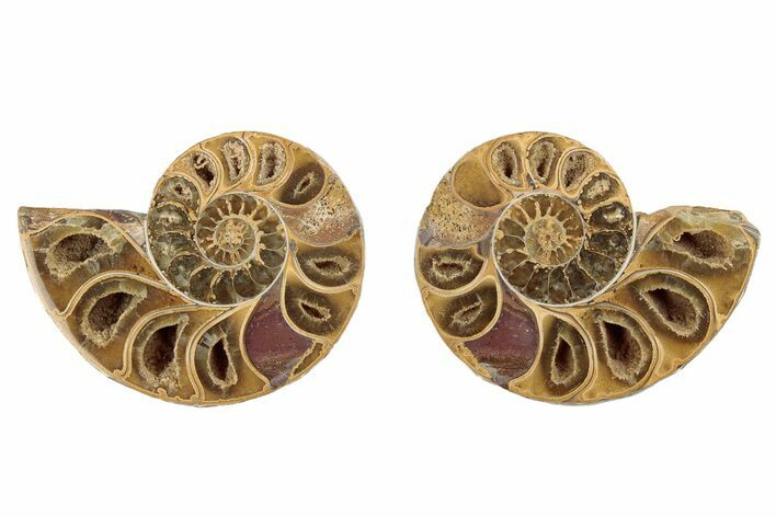 Jurassic Cut & Polished Ammonite Fossil - Madagascar #289285